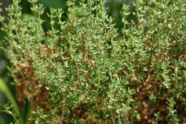 Itália Sicília Planta Tomilho Jardim — Fotografia de Stock