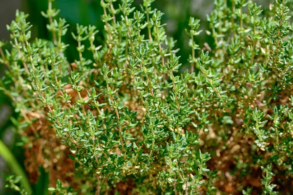 Italien Sicilien Timmerplanta Trädgård — Stockfoto