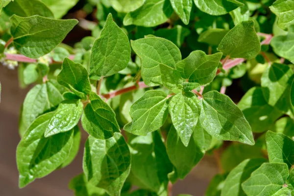 Yiyecek: Bahçede maydanoz yaprakları