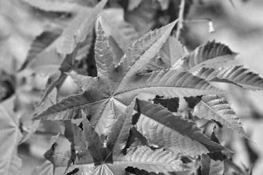 İtalya, Sicilya, kırsal, vahşi Akdeniz bitkileri tarlada yapraklar 