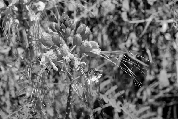 Italie Sicile Fleurs Sauvages Dans Jardin — Photo