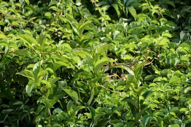 İtalya, Sicilya, kiraz defne bitkileri (Prunus laurocerasus) bir bahçede