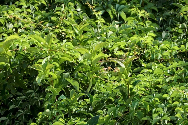 İtalya, Sicilya, kiraz defne bitkileri (Prunus laurocerasus) bir bahçede