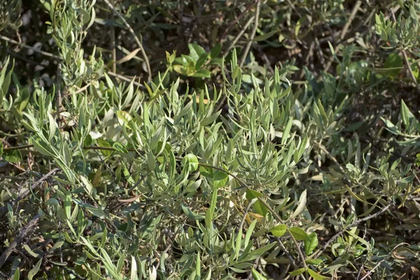 Italien Sizilien Olivenbaumblätter Garten — Stockfoto