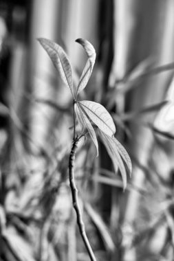 İtalya, Sicilya, özel bir evin oturma odasında yeşil bitkiler.