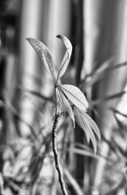 İtalya, Sicilya, özel bir evin oturma odasında bitkiler.