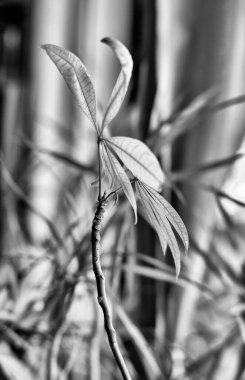 İtalya, Sicilya, özel bir evin oturma odasında bitkiler.