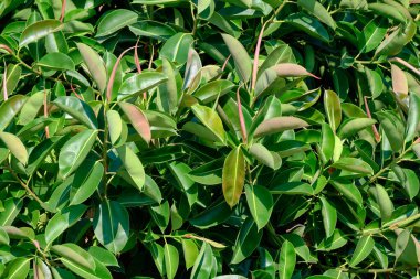 İtalya, Sicilya, Akdeniz ficus ağacında (ficus robusta) bir Bahçe