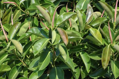 İtalya, Sicilya, Akdeniz ficus ağacında (ficus robusta) bir Bahçe
