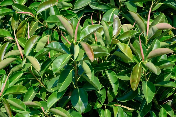 İtalya, Sicilya, Akdeniz ficus ağacında (ficus robusta) bir Bahçe