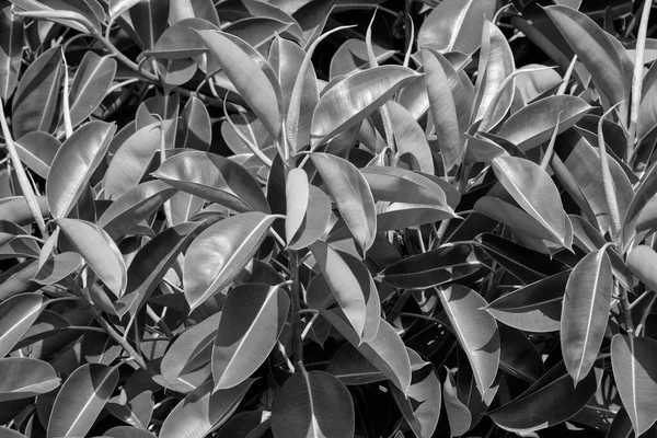 Itálie Sicílie Středomořské Fíkusu Ficus Robusta Zahradě — Stock fotografie