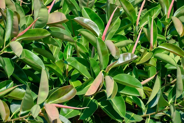 İtalya, Sicilya, Akdeniz ficus ağacında (ficus robusta) bir Bahçe
