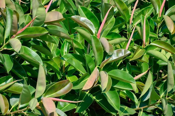 İtalya, Sicilya, Akdeniz ficus ağacında (ficus robusta) bir Bahçe