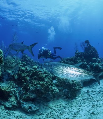 Caribbean Sea, Belize, diver and tarpons clipart