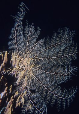 Karayip Denizi, belize