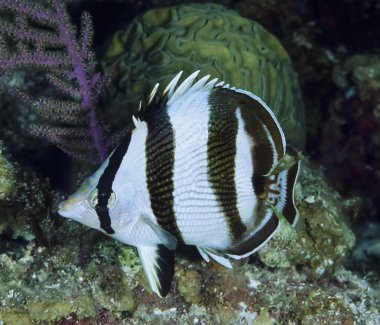 Karayip Denizi, belize