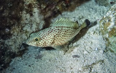 küçük tropik orfoz benekli