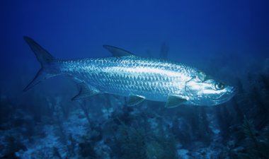 Karayip Denizi, belize
