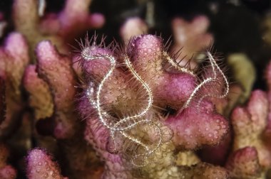 Karayip Denizi, belize