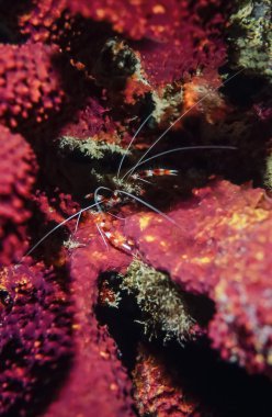 mercan şeritli karides