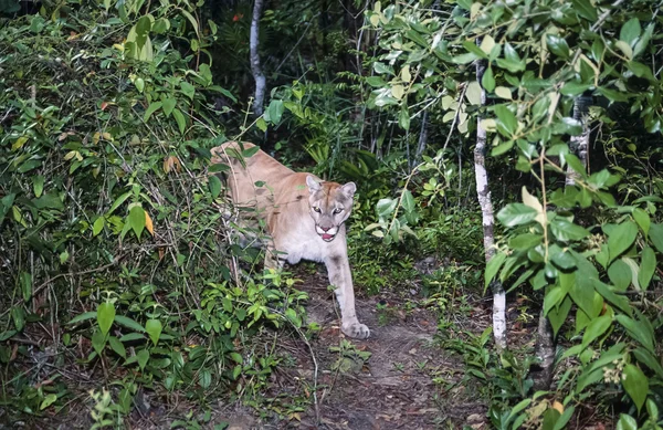 Tropikal ormanda vahşi Puma — Stok fotoğraf