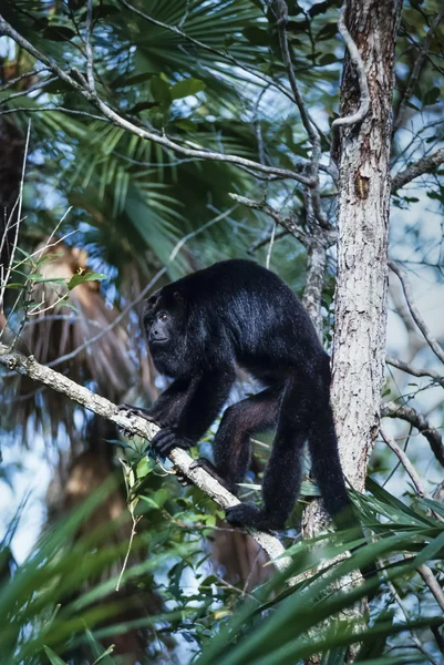 Macaco selvagem em uma árvore na floresta tropical — Fotografia de Stock