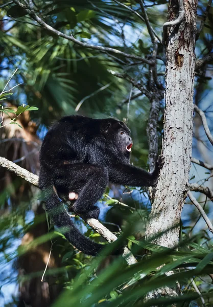 Vilda apa på ett träd i den tropiska skogen — Stockfoto