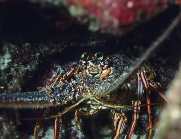 ベリーズ カリブ海 — ストック写真