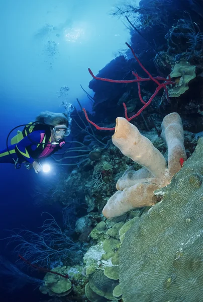 Diver close to a tropical Tube Sponge — Stock Photo, Image