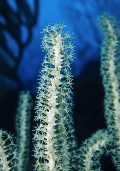 М'які корали з відкритими поліпами — стокове фото