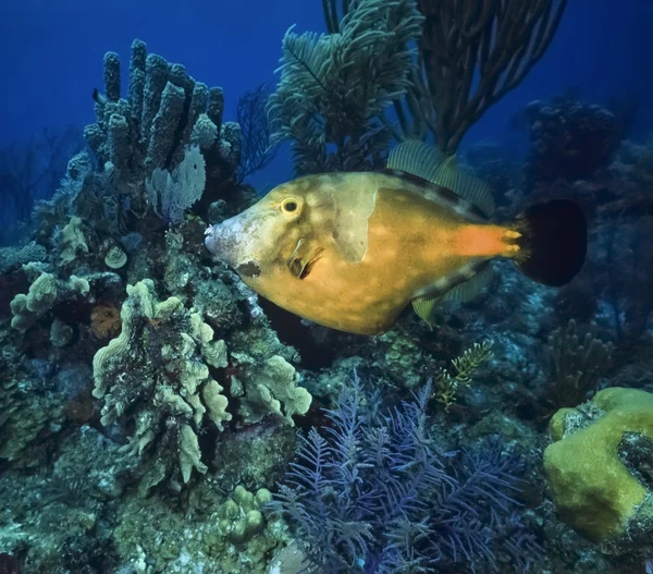 写真では、熱帯のトリガーの魚 — ストック写真