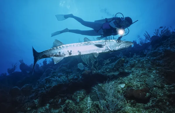 Diver vicino a un grande Barracuda — Foto Stock