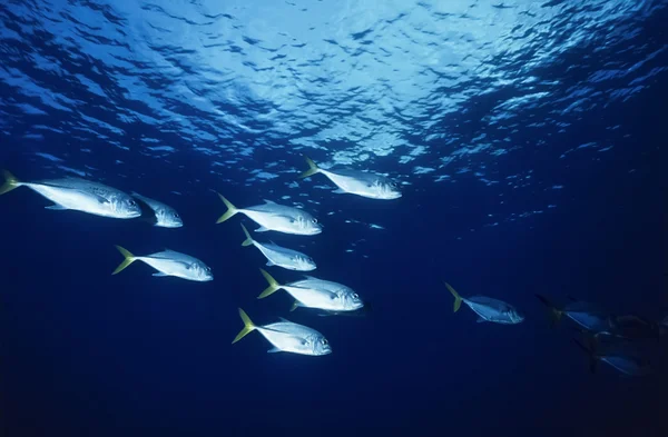 Mar dei Caraibi, Belize — Foto Stock