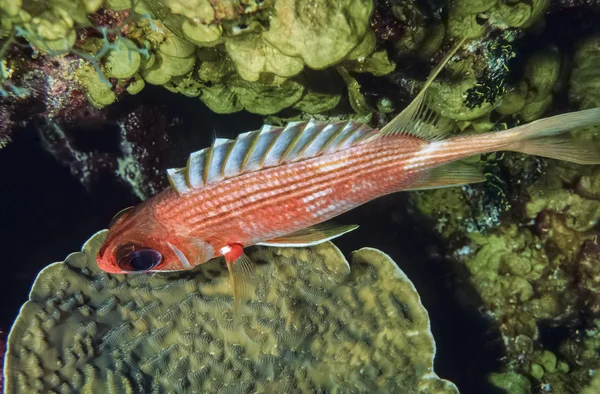 Szabla squirrelfish — Zdjęcie stockowe