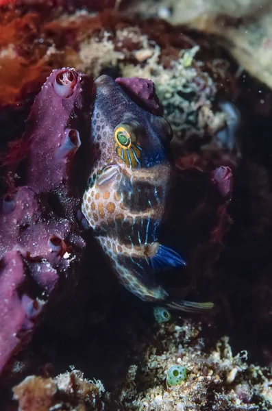 Küçük benekli boxfish — Stok fotoğraf