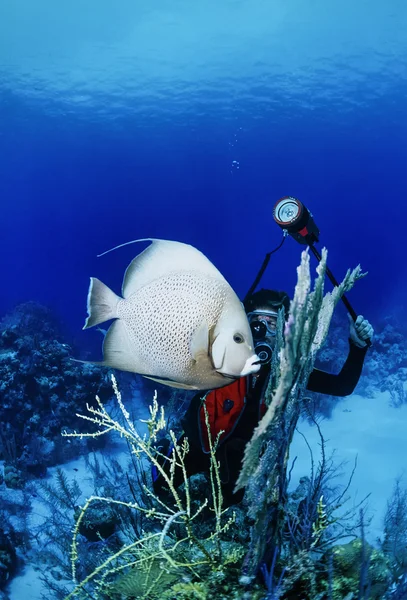Potápěč je fotografování ryb anděl — Stock fotografie