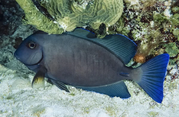 Karibiska havet, belize — Stockfoto