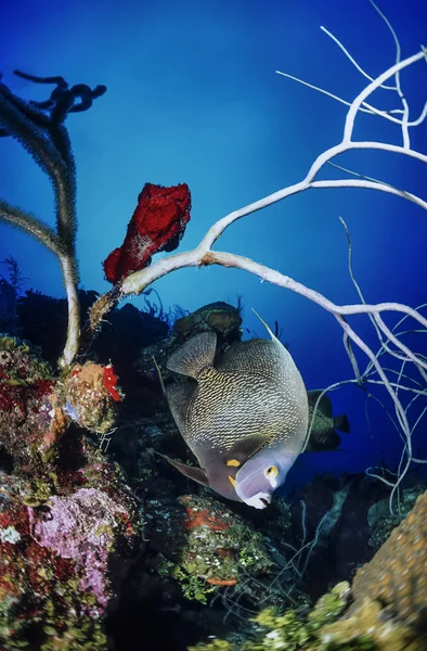 ベリーズ カリブ海 — ストック写真