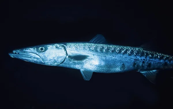 Karibik, belize barracuda — Stockfoto