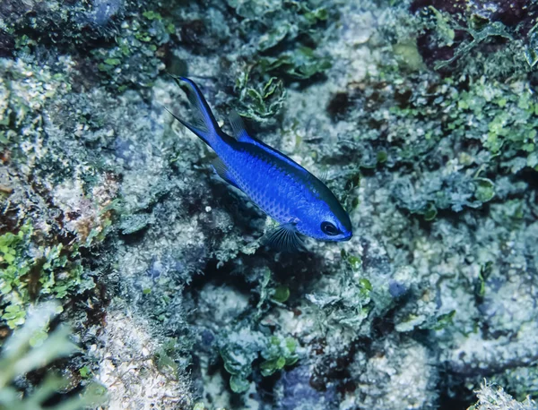 Karibik, belize — Stockfoto