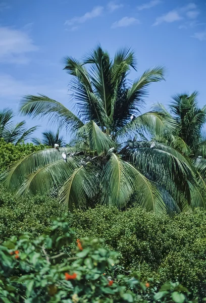 Птицы на пальме в тропическом лесу — стоковое фото