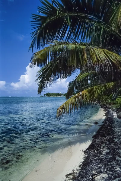 Vista de uma das muitas ilhas de Belize — Fotografia de Stock