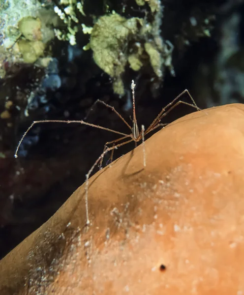 Strzałka Krab — Zdjęcie stockowe