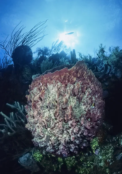 Karibiska havet — Stockfoto