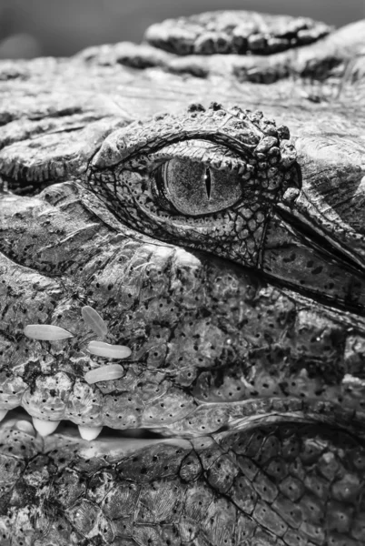 Krokodyl nilowy — Zdjęcie stockowe