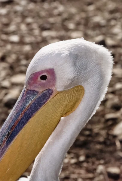 Pelican in Egypt — Stock Photo, Image