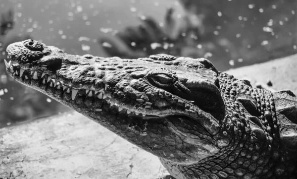 Nile crocodile — Stock Photo, Image