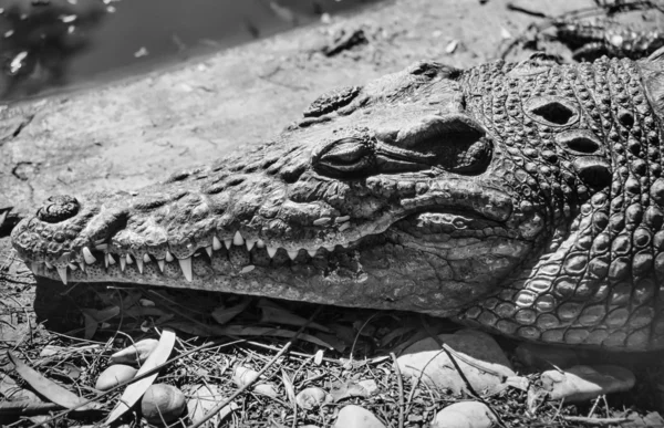 Nile crocodile — Stock Photo, Image