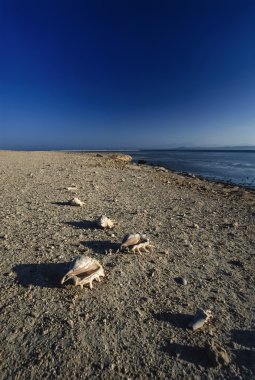 Deniz kabukları Mercan adası kıyısı