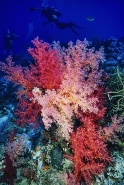 tropikal alcyonarians ve dalgıçlar